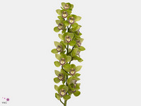 Cymbidium Mrs. Robin Hood 80cm