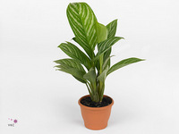 Aglaonema Stripes 17Ø 80cm