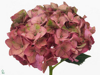 Hydrangea Rodeo Red Classic 50cm 15-17cm Hd