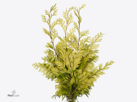 Chamaecyparis Obtusa Crippsii Per Bunch 60cm