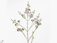 Chamelaucium Dancing Queen 70cm 45gr.
