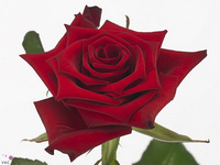 Rosa Red Paris@ 50cm