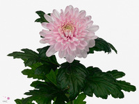 Chrysanth Single Rossano 70cm 75gr.
