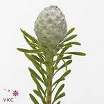 Leucadendron Spray Ayoba Jade Pearl 35cm