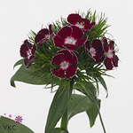 Dianthus Barb Aldo Purple 52cm