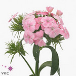 Dianthus Barb Aldo Pink 52cm