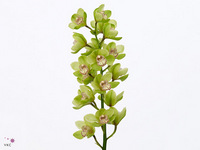 Cymbidium Gladys 80cm