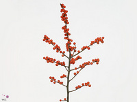 Ilex Winter Gold 40cm