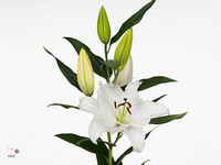 Lily Oriental Signum 100cm 5+