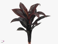 Cordyline Purple Compacta 62cm