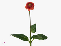 Dahlia Orange Fox 70cm