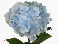 Hydrangea Verena Blue 40cm 16-18cm Hd