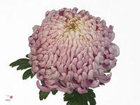 Chrysanth Single Vienna Pink 75cm 120gr.