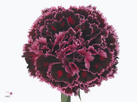 Dianthus Single Nobbio Burgundy 75cm