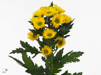 Chrysanth Spray Korona 70cm 80gr.