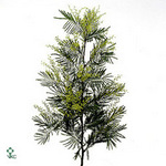 Acacia Decurrens Green 70cm 200gr.