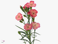 Dianthus Spray Single Solomio Fen 60cm
