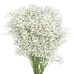 Gypsophila Paniculata Xlence 70cm 35gr.