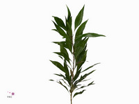 Grevi Baileyana 40cm