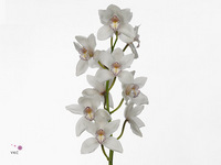 Cymbidium Mrs. White Crystal 80cm