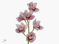 Cymbidium Mrs. Teresa 80cm