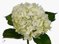 Hydrangea Lima 45cm 16cm Hd