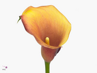 Zantedeschia Captain Odeon 45cm