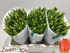 Tulip Single Orange Juice 40cm 40gr.