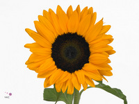 Helianthus Orange Fire 60cm