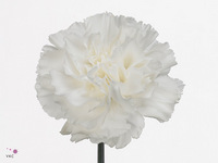 Dianthus Single Moonlight 70cm