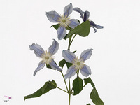 Clematis Star River 50cm