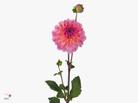 Dahlia Esli 55cm