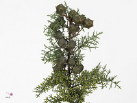 Cupressus Arizonica 40cm