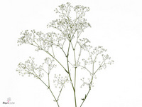 Gypsophila Paniculata Zinzi Discovery 70cm 20gr.