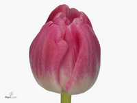 Tulip Double Voque 35cm 33gr.