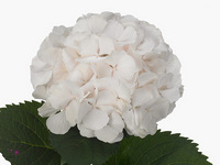 Hydrangea Sweet Verena 80cm 17-19cm Hd