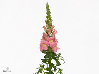 Antirrhinum Antibes Pink 65cm