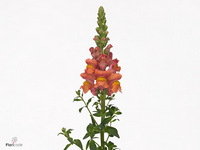 Antirrhinum Antibes Orange 65cm