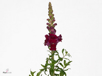 Antirrhinum Antibes Red 65cm