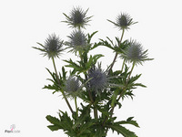 Eryngium Magical Anita 50cm