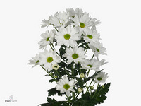 Chrysanth Spray Chic 70cm 110gr.