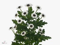 Chrysanth Santini Yin Yang 55cm 48gr.