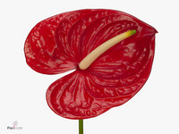 Anthurium Arena 13cm Hd