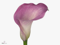 Zantedeschia Denver 60cm