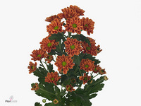 Chrysanth Santini Melissa 55cm 40gr.
