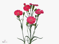 Dianthus Spray Single Solomio Imre 60cm
