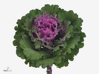 Brassica First Lady 60cm