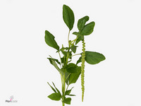 Amaranthus Caudatus Viridis 70cm