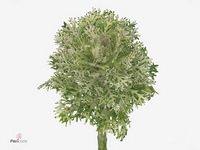 Brassica Crane King 60cm