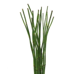 Equisetum Rush Per Bunch